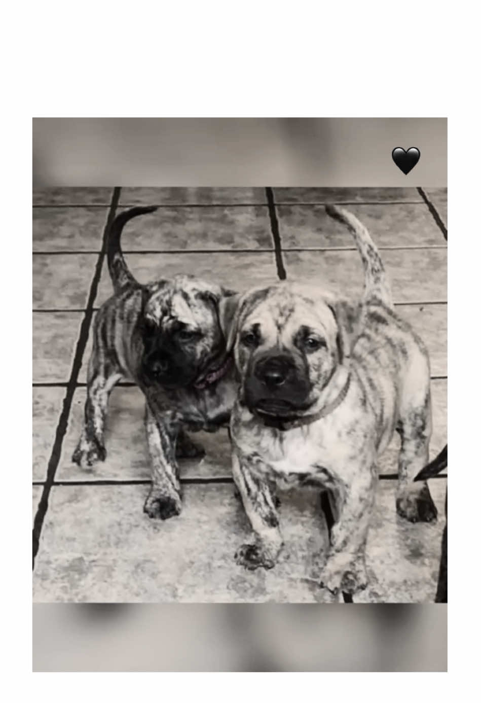 @Mooch 💖🍃 PRESA-CANARIO