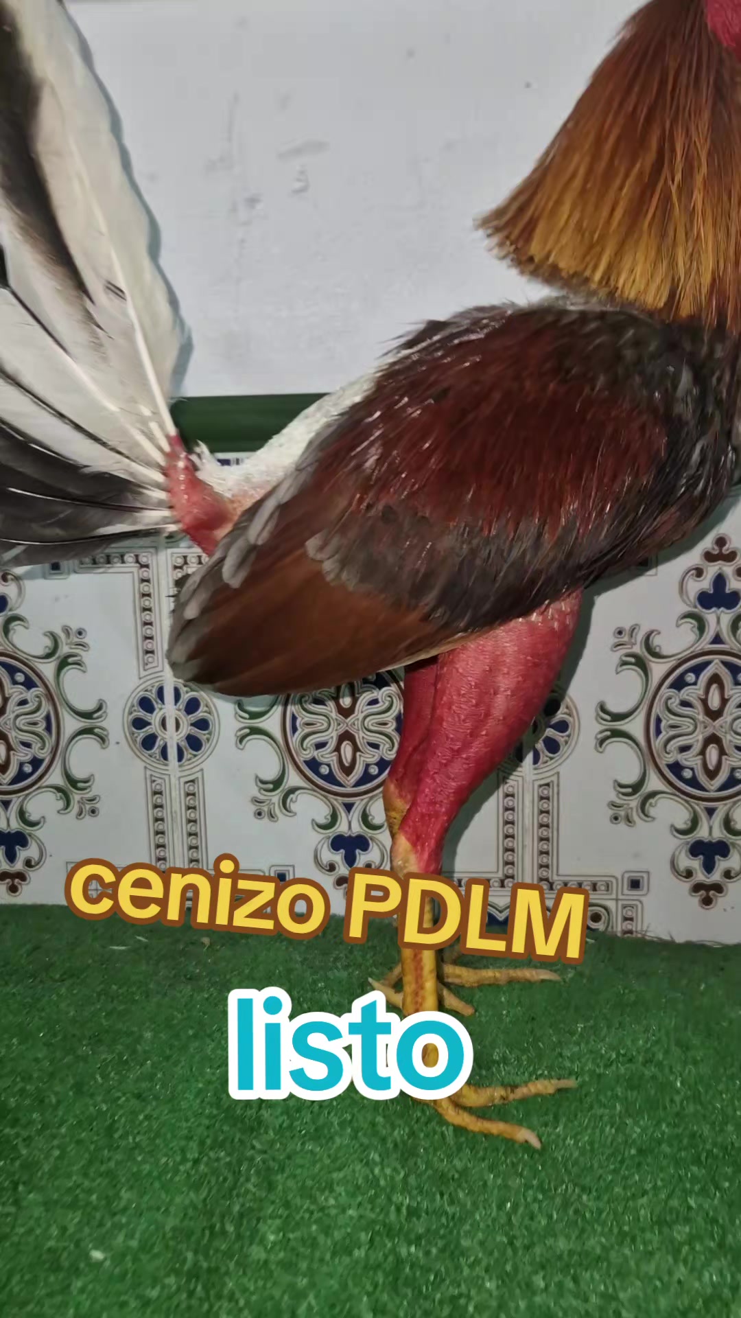 @eli gallero pdlm andalucia