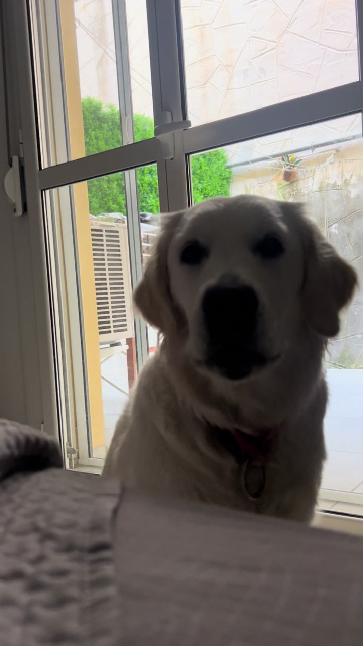 @Golden_OLIVIA.Retriver