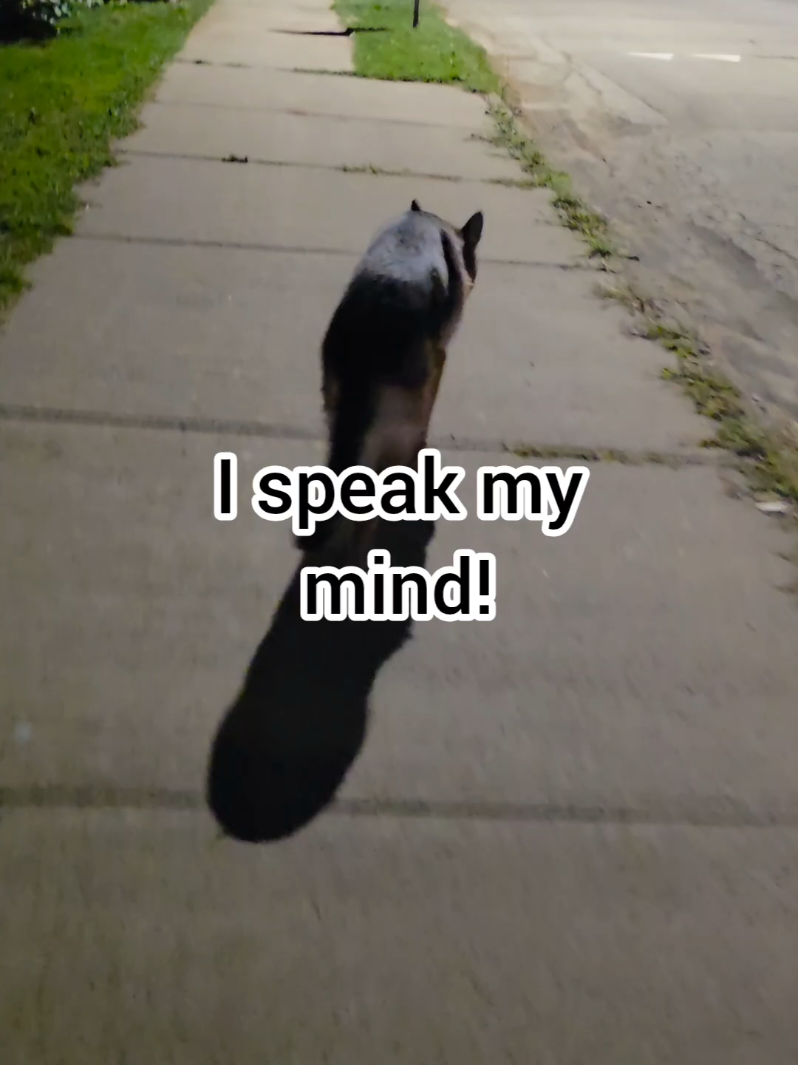 @BuddyandMikes Pal