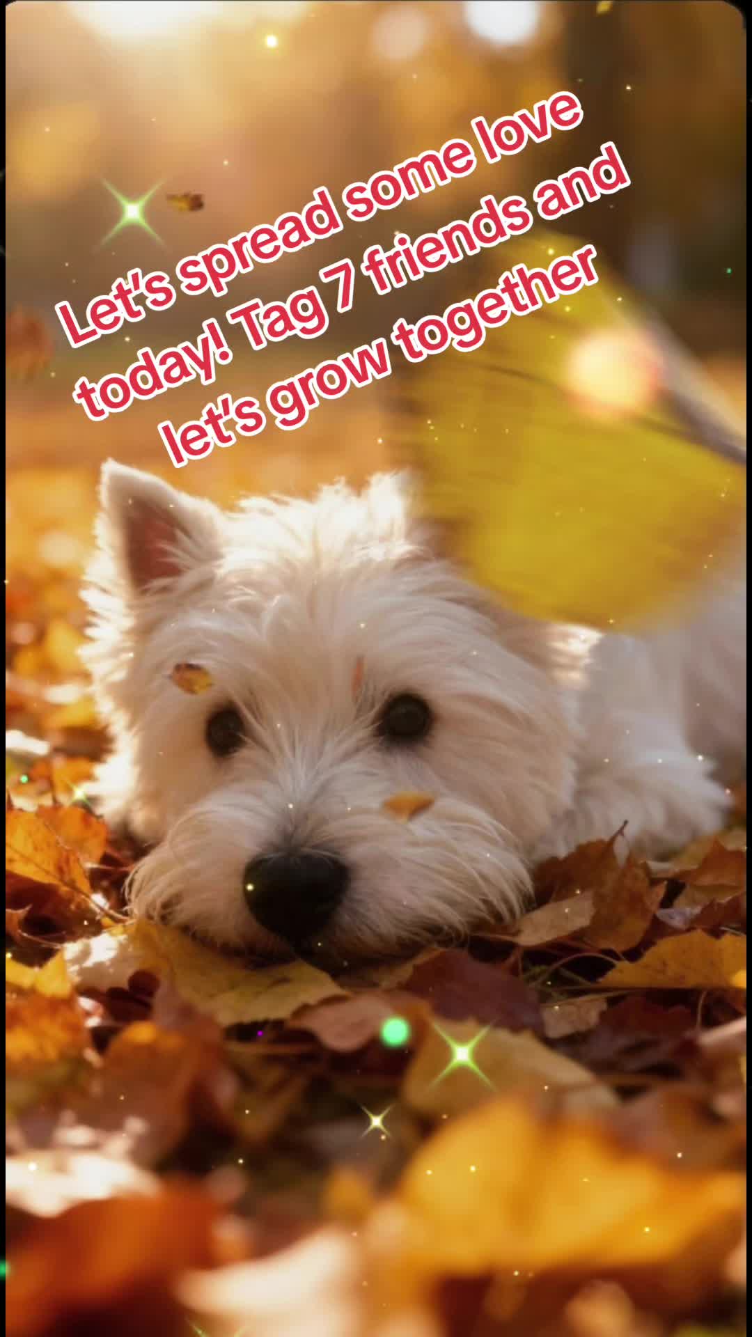 @Sugardoggy & Friends 2