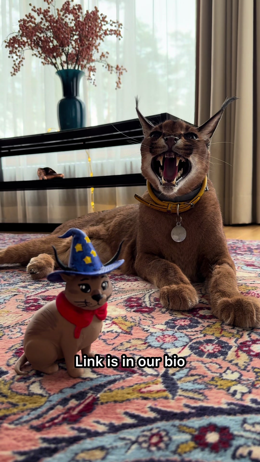 @Pumba Caracal
