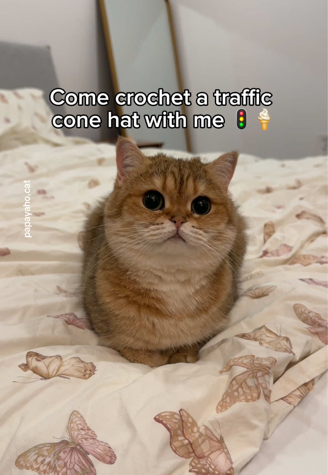 @Papaya the Cat