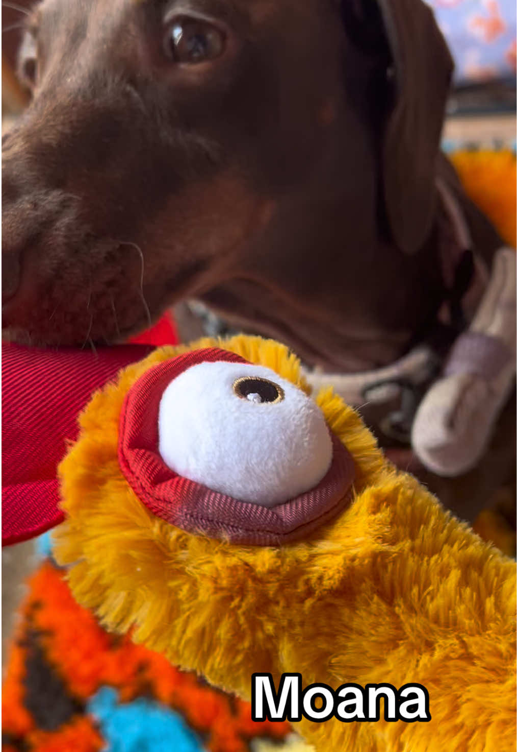@disneythedachshund