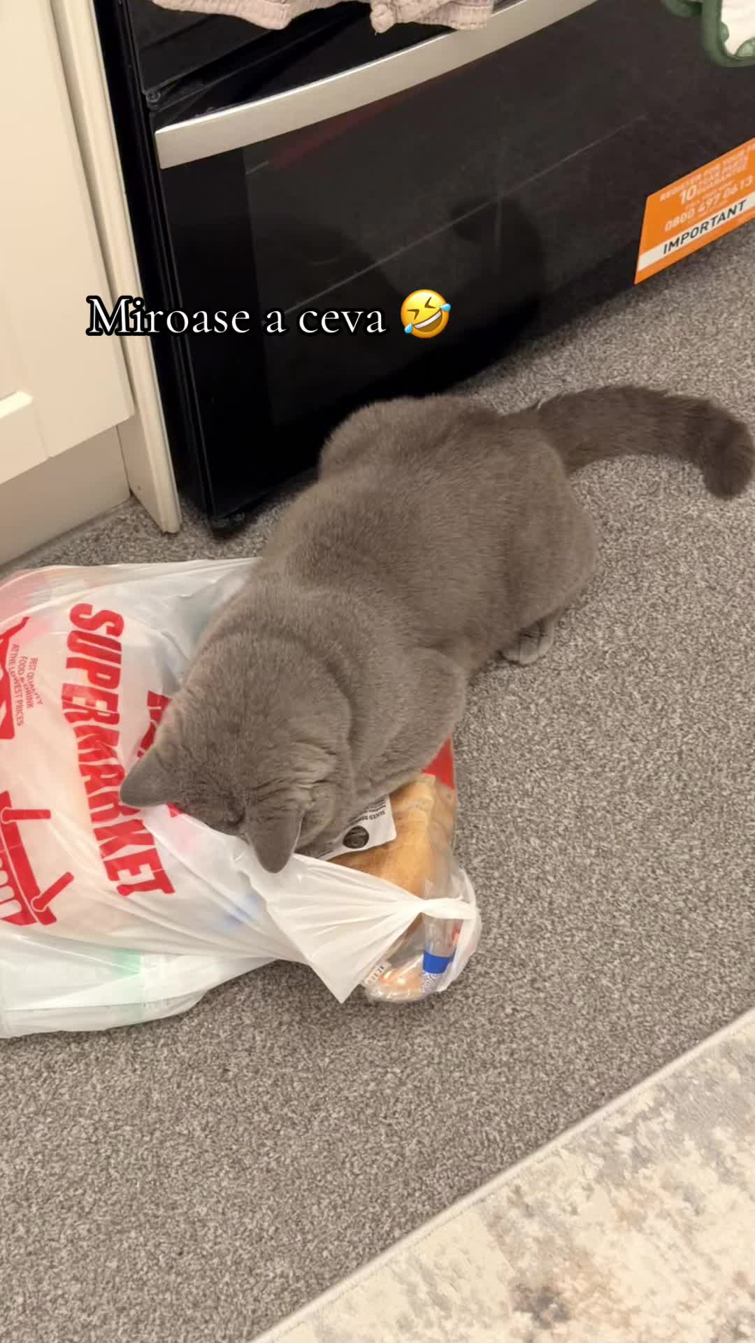 @Onofraș 🦂