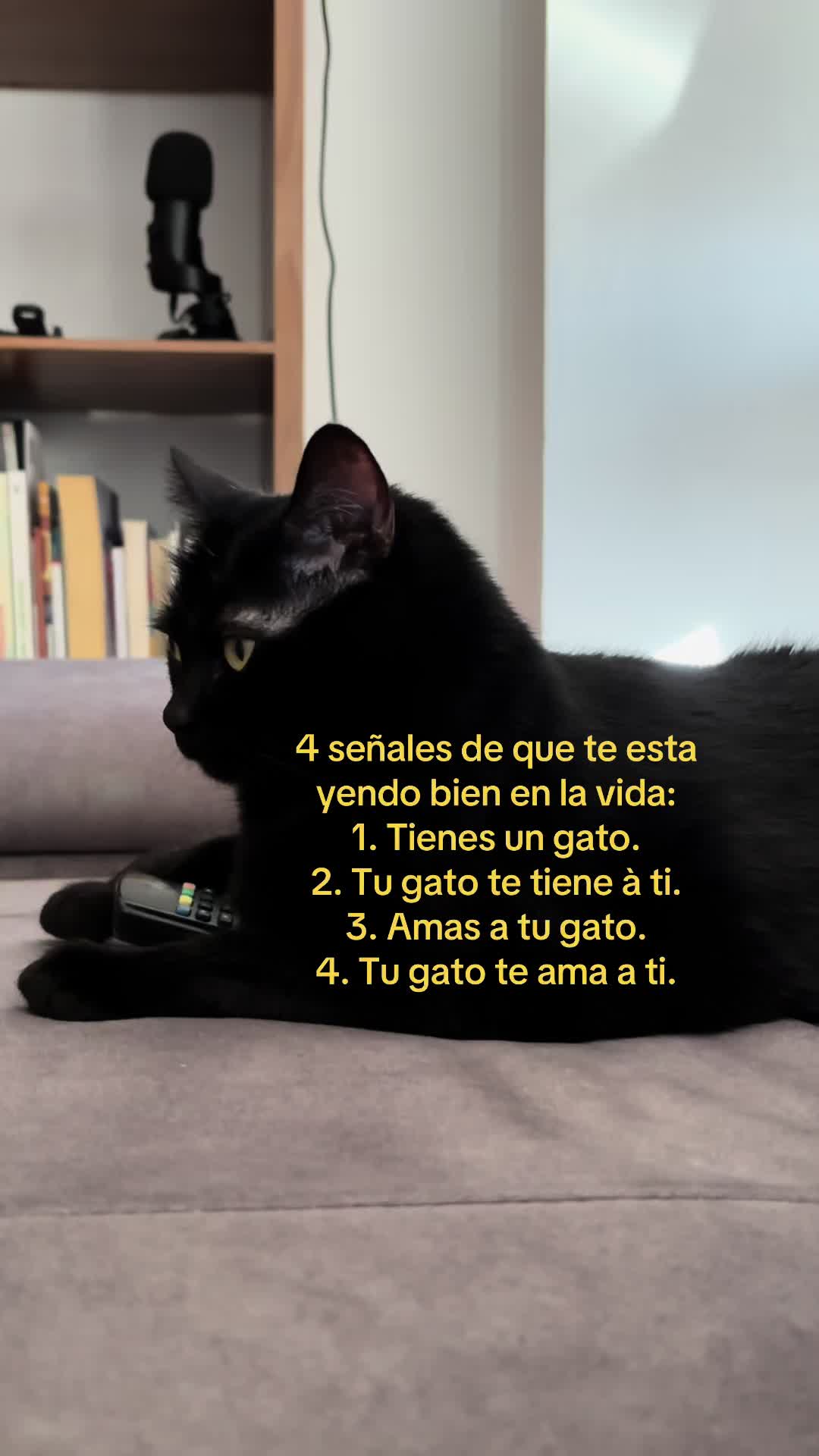 @BlackCatsMatter