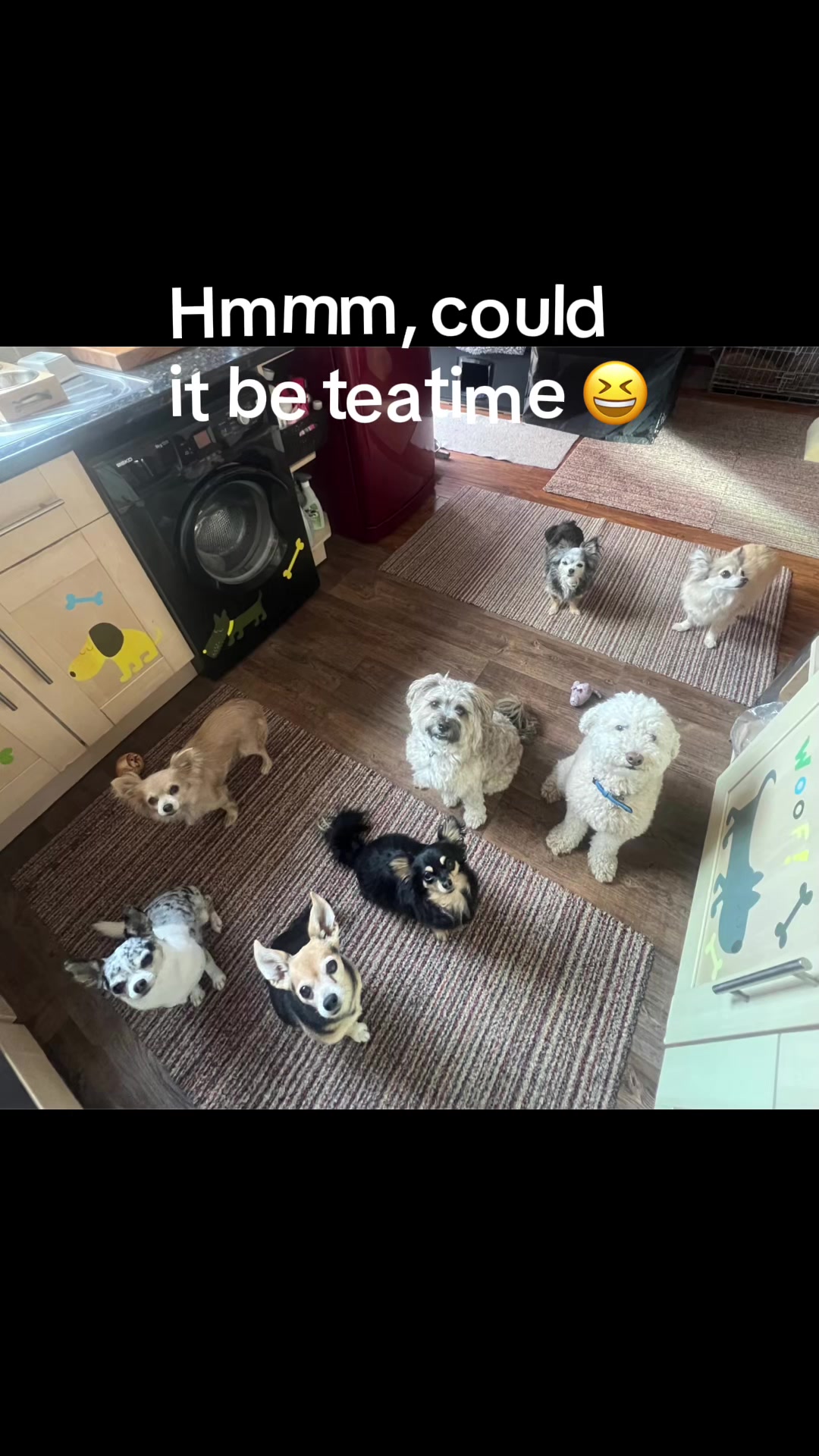 @diddydogz