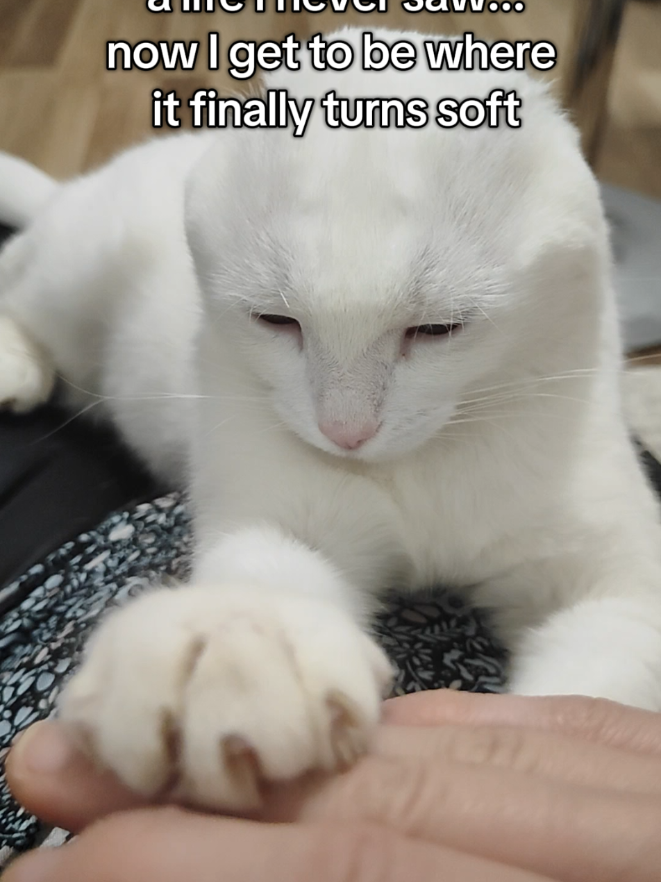 @Fluffy and Pixie