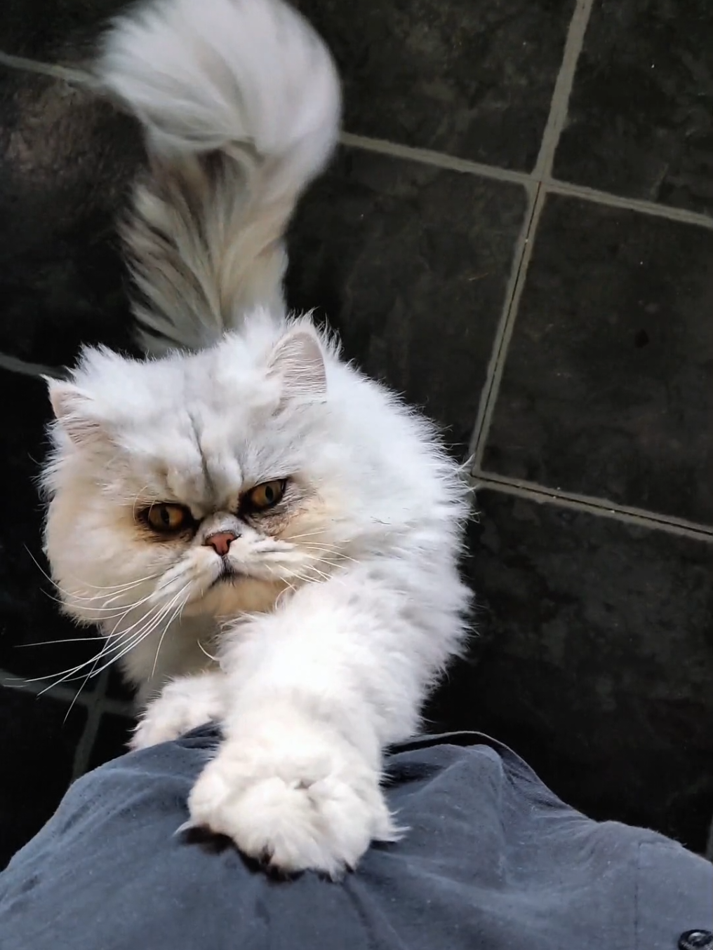 @Hi Simbi & Gizmo