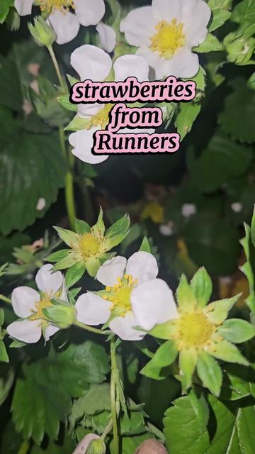 @GreenthumbHeaven1100