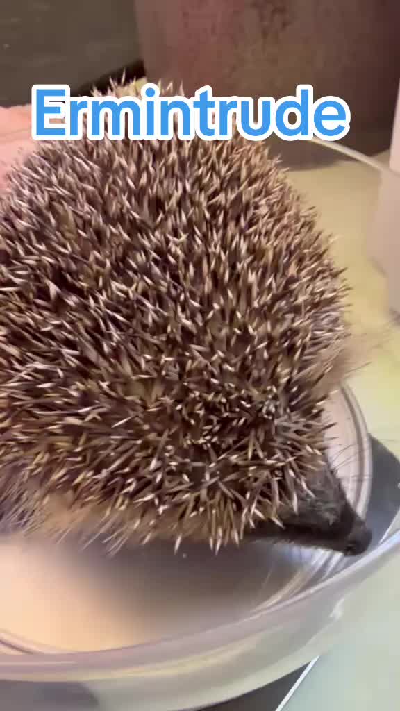 @Ryston Rachel's Hedgehog Hotel