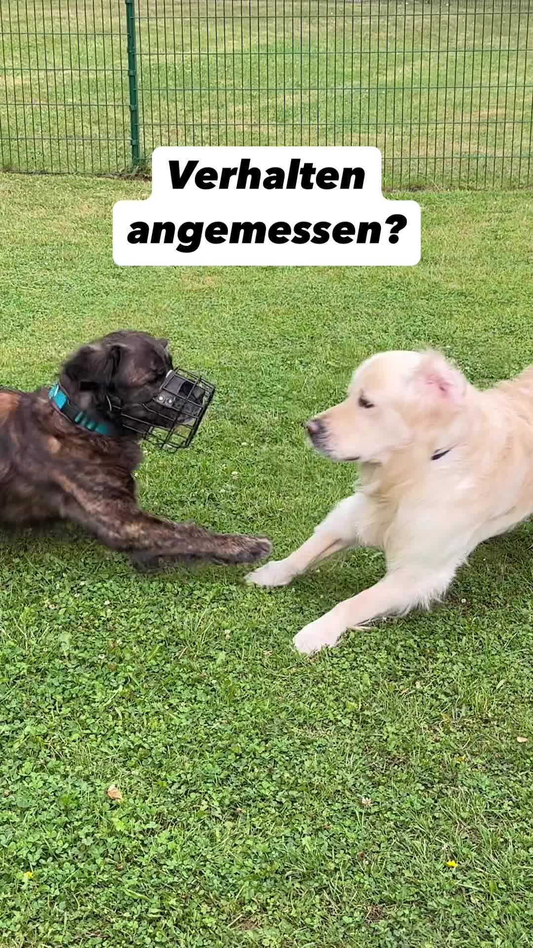 @alex_hundecoach