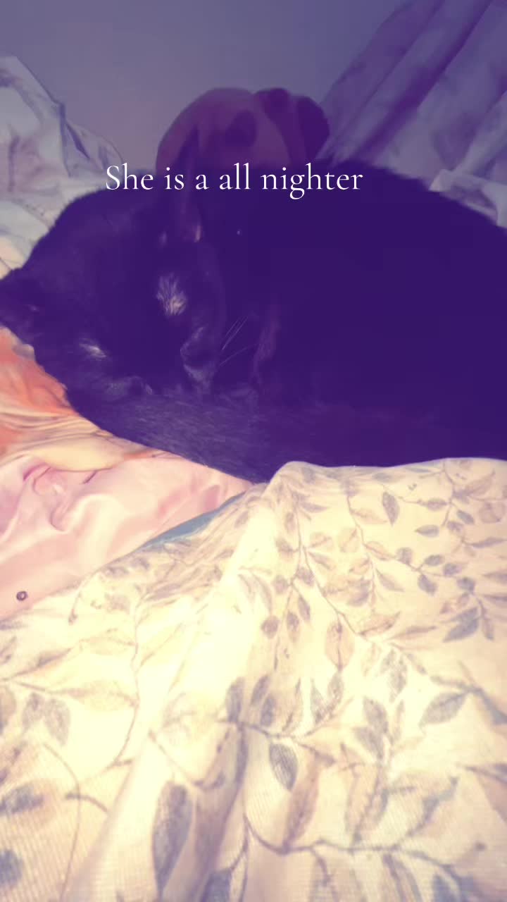 @me and my other cats。