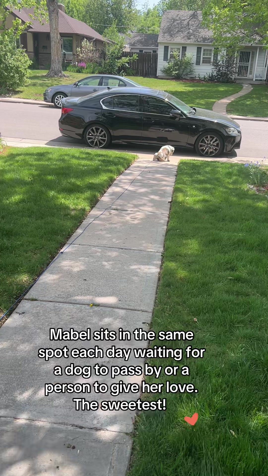 @MabeltheBulldog