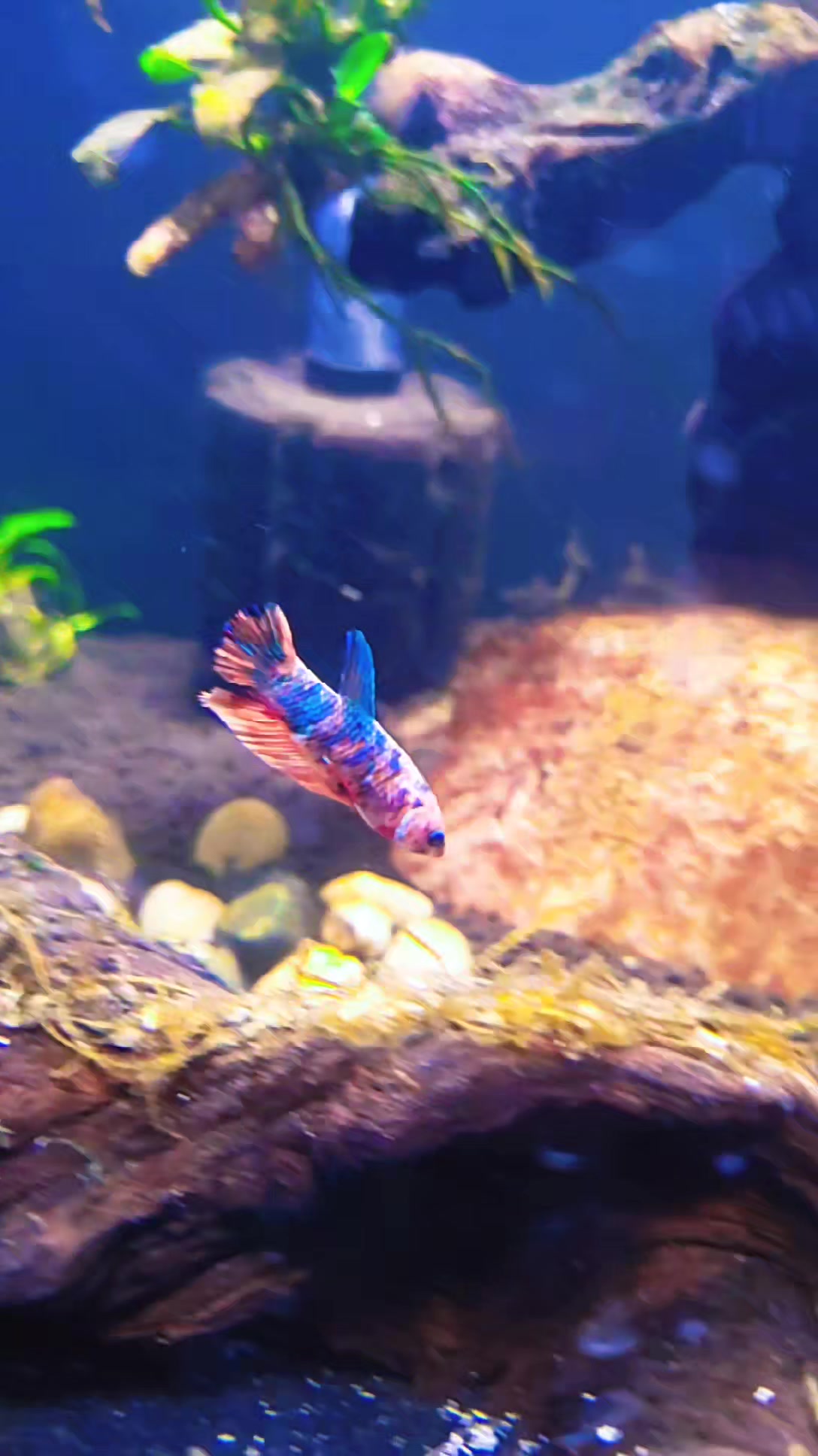 @🐌 AquaGirl ~ Here Fishy Fishy