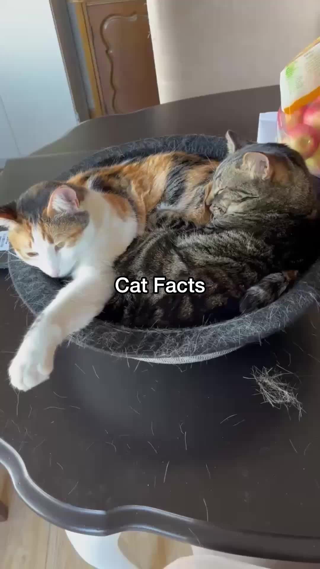 @Chip The Manx