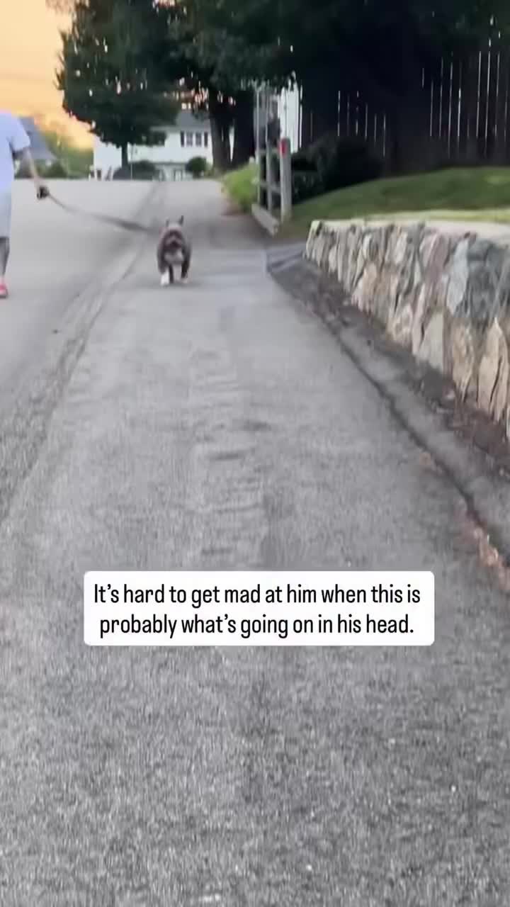 @Gunner | Pocket Bully