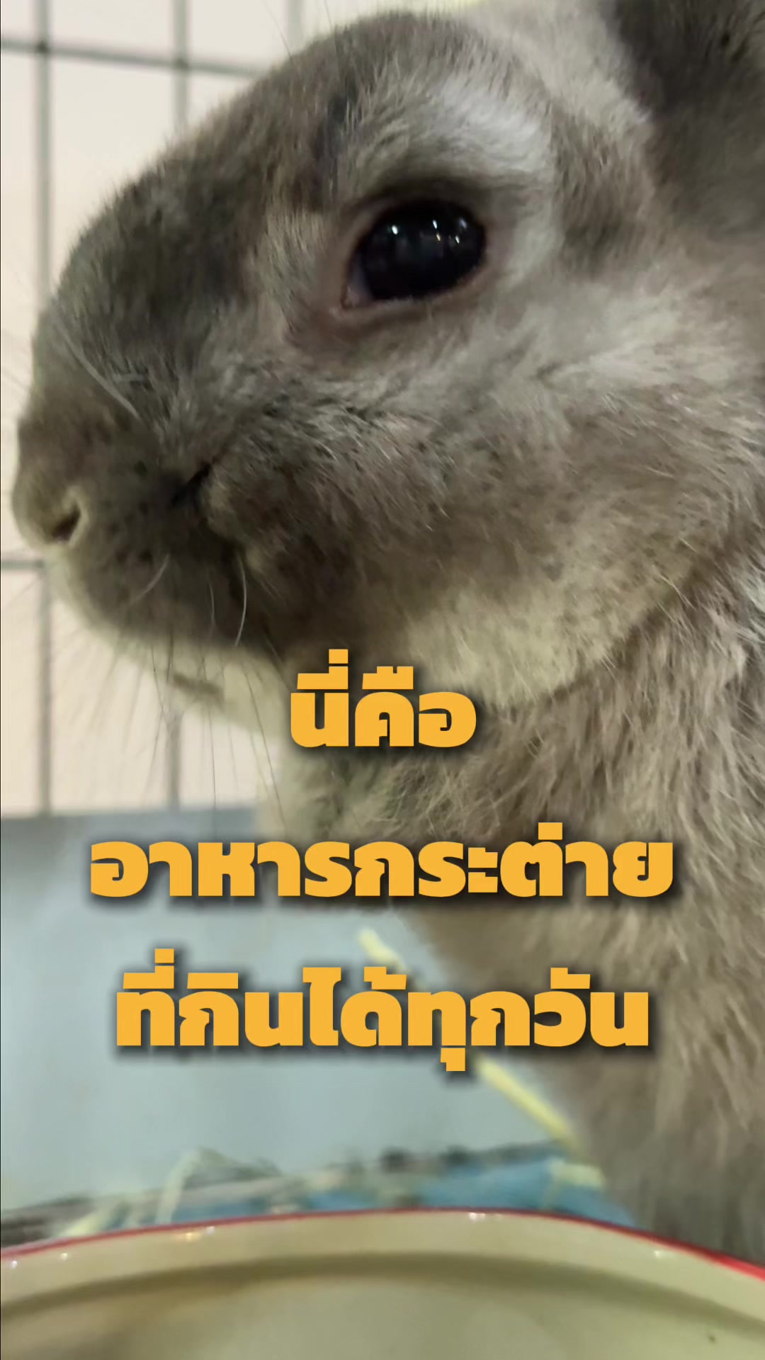 @WelovepetsbyPamornchaiSupply