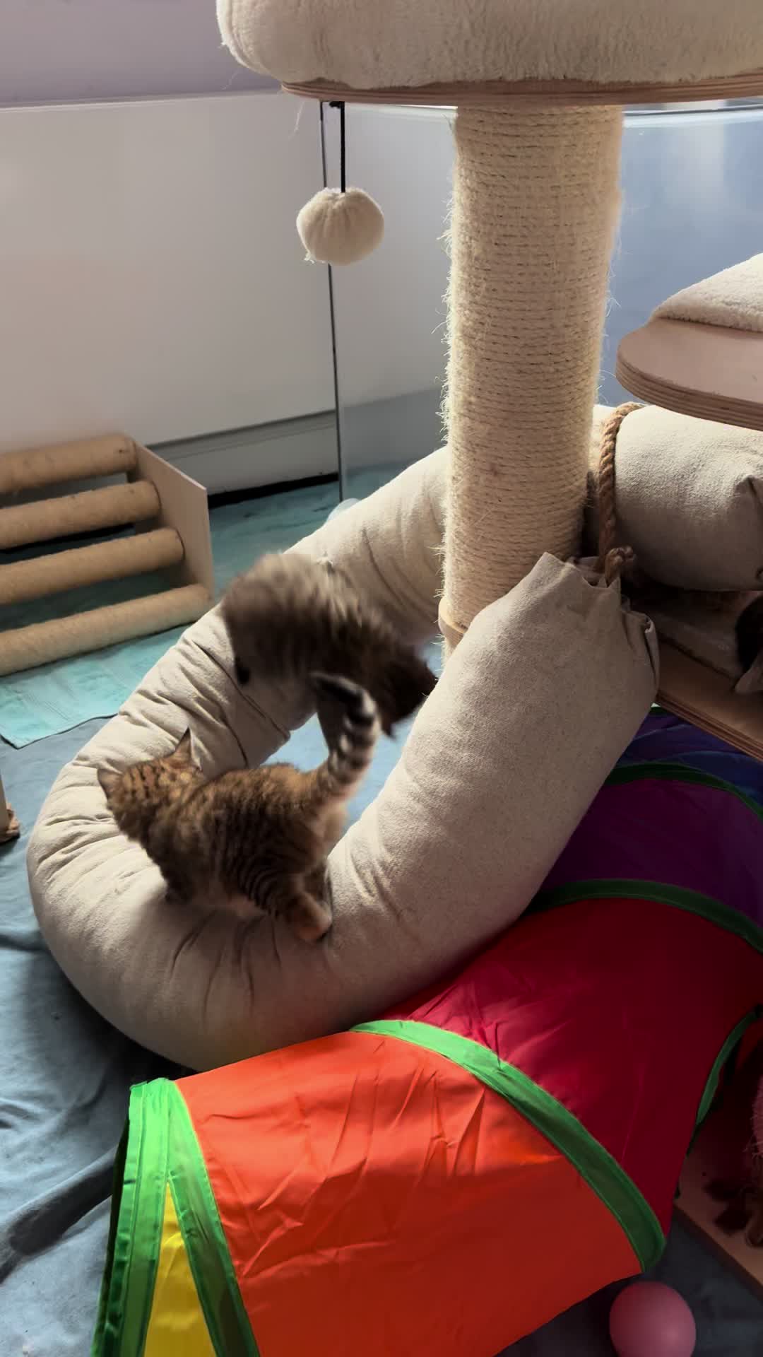 @SiberianRiver Cattery Uk