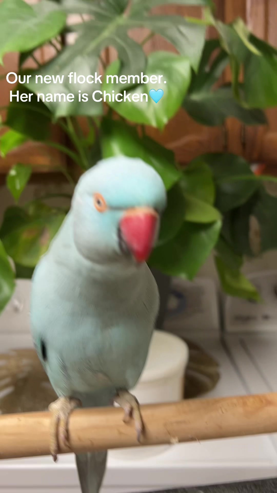 @CrystalParrot🦜💜🦜🍪🍨