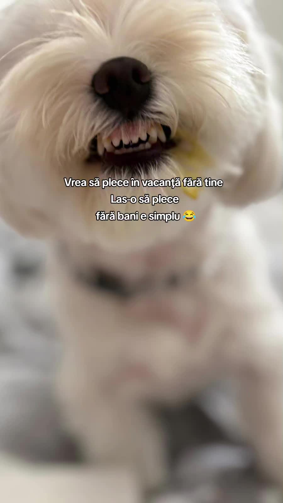 @🐾 BUBI 🐾