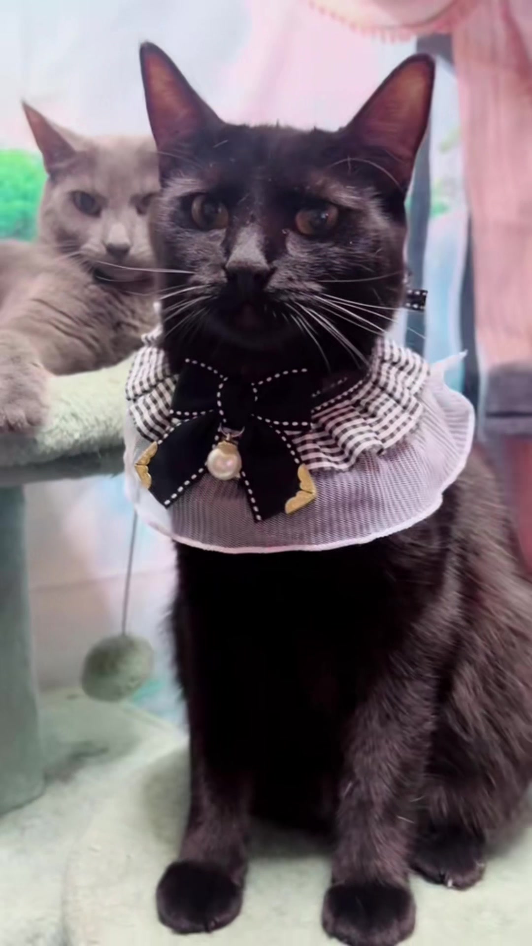 @Concerned_Kitty