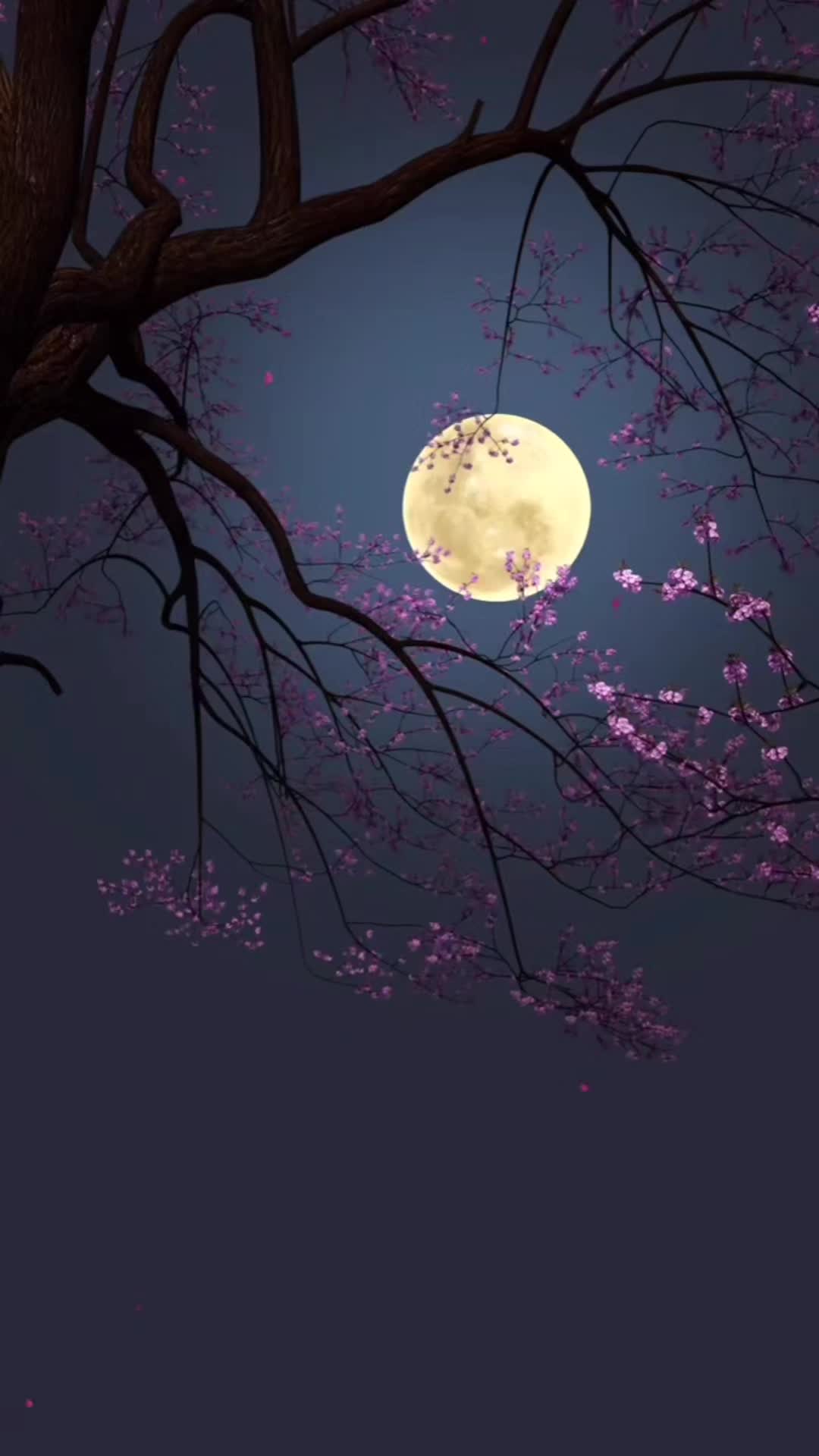 @N_i_g_e_l_☆_S_t_u_d_i_o__Ace_♤