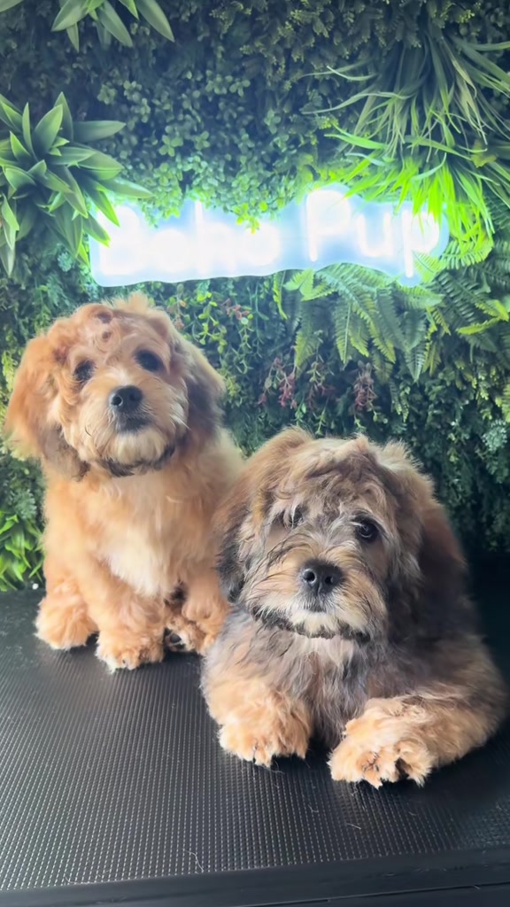 @Boho Pup