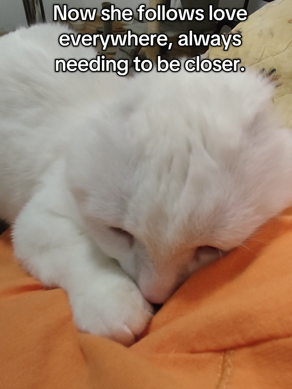 @Fluffy - the persian cat