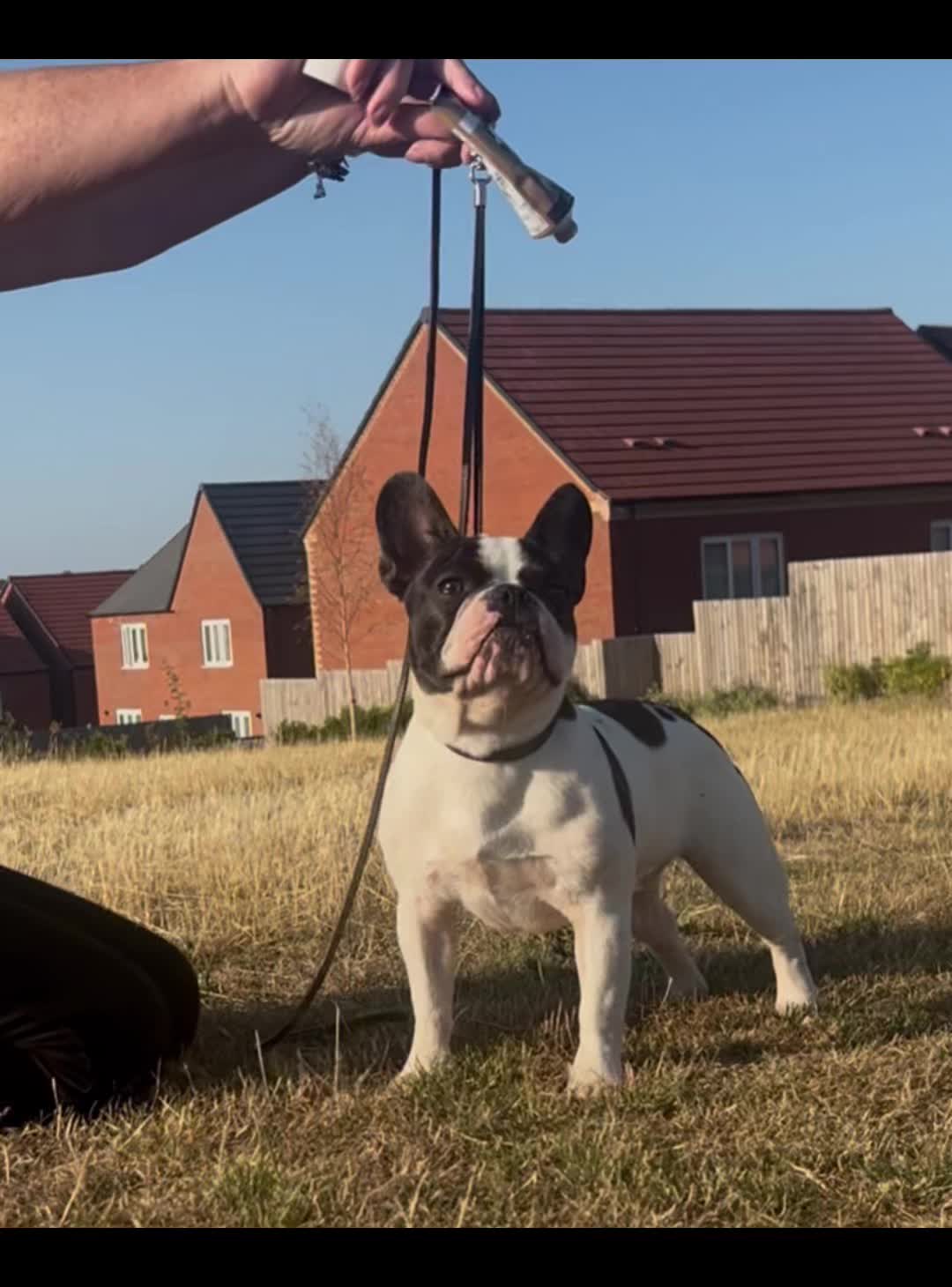@perfectibull_uk
