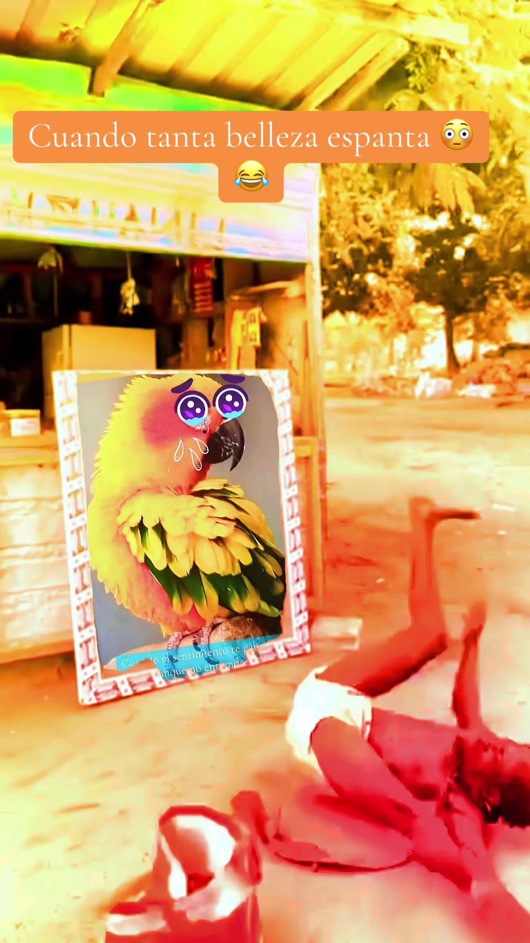 @Mango 🦜La cotorra solar