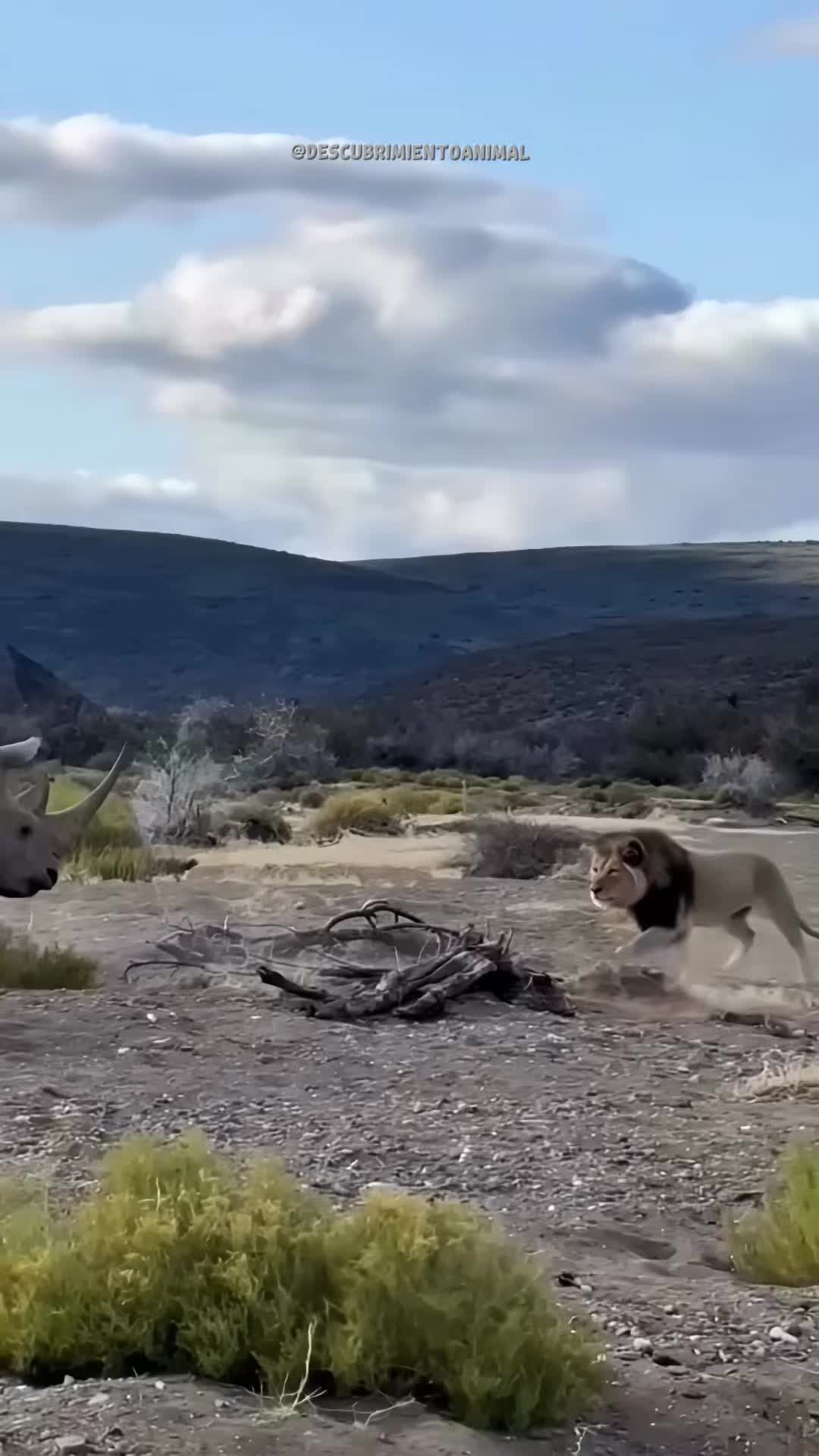 @Descubrimientoanimal