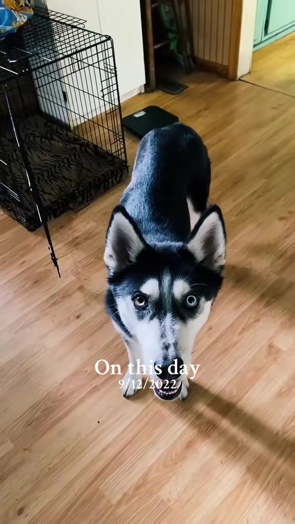 @Martin Scorsese the husky