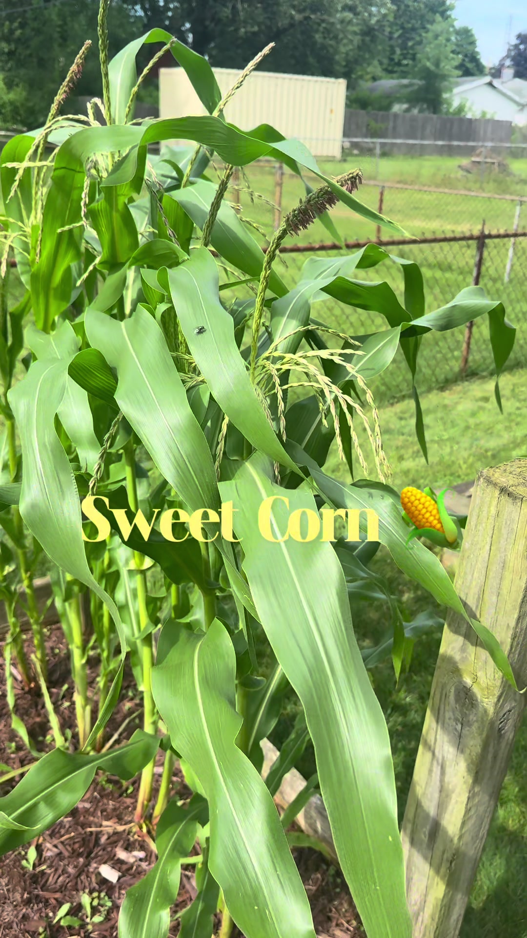 @ladylori_of_plants
