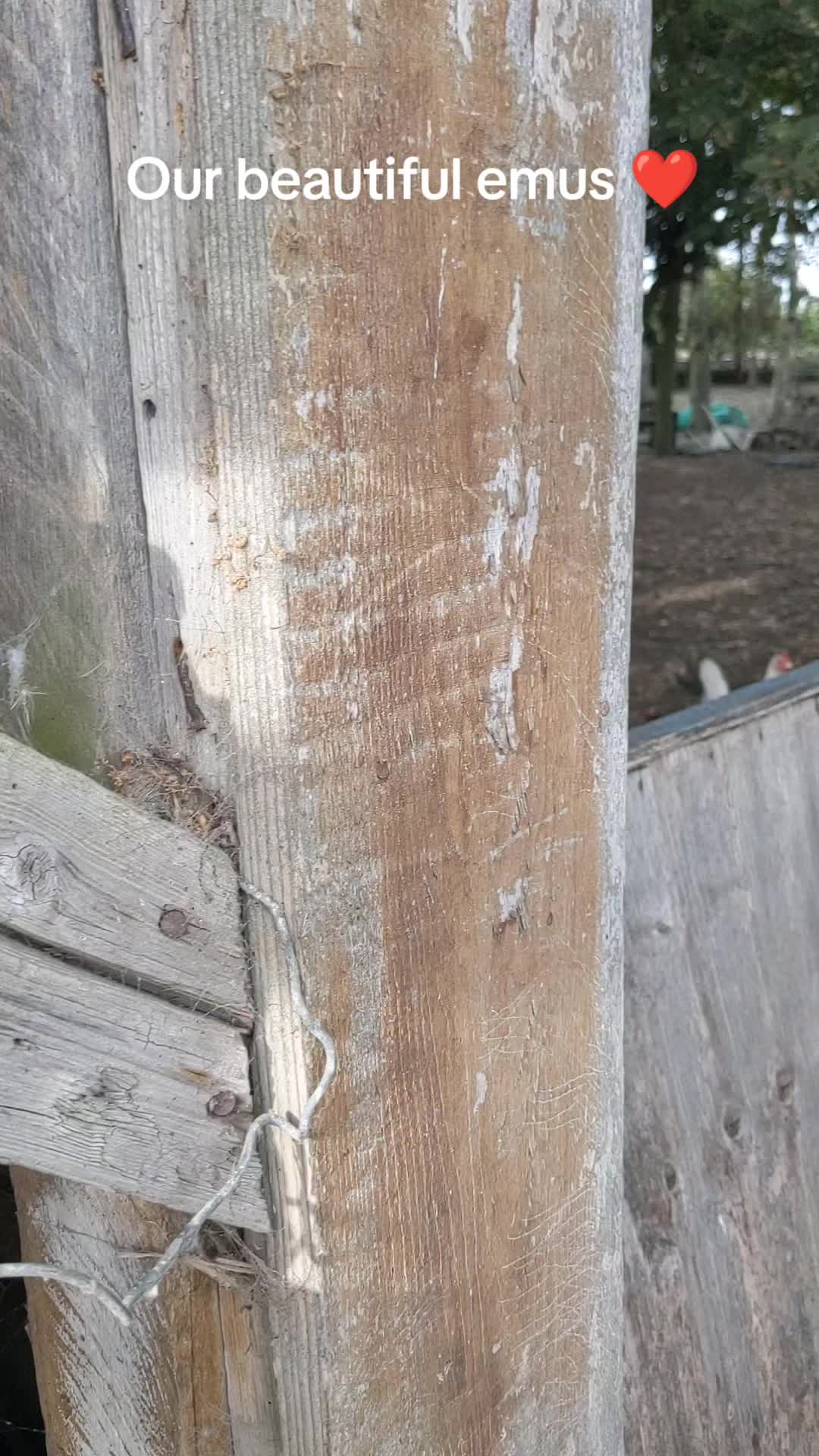 @farmgirl