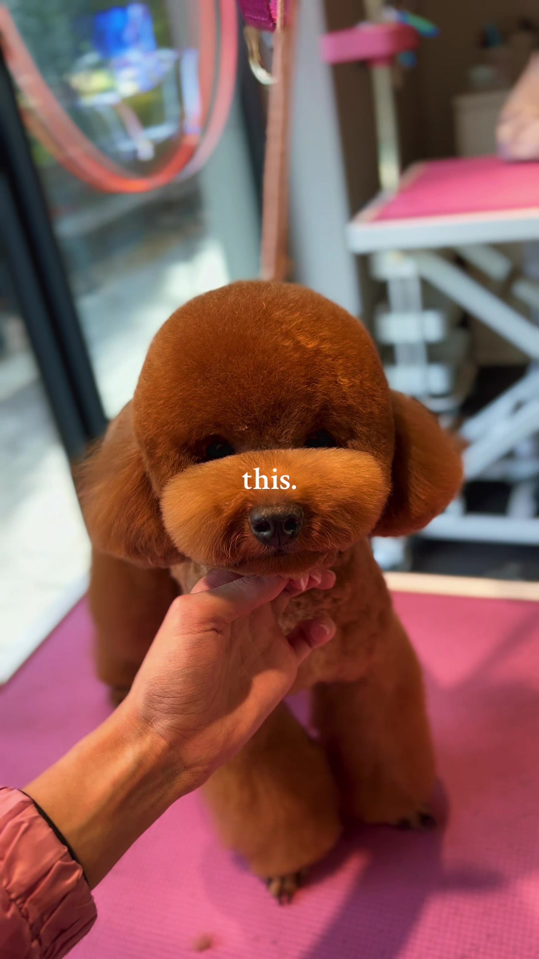 @PetStylist_Teti