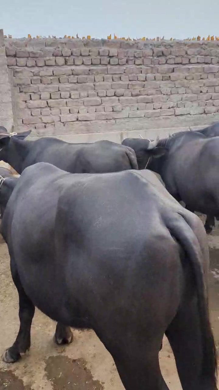@Larkana Cattle Farm