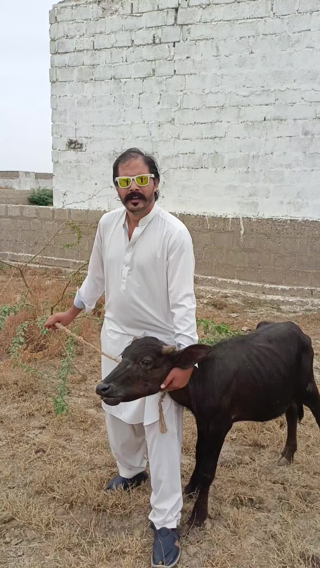 @Naseer Gujjar chacehi official