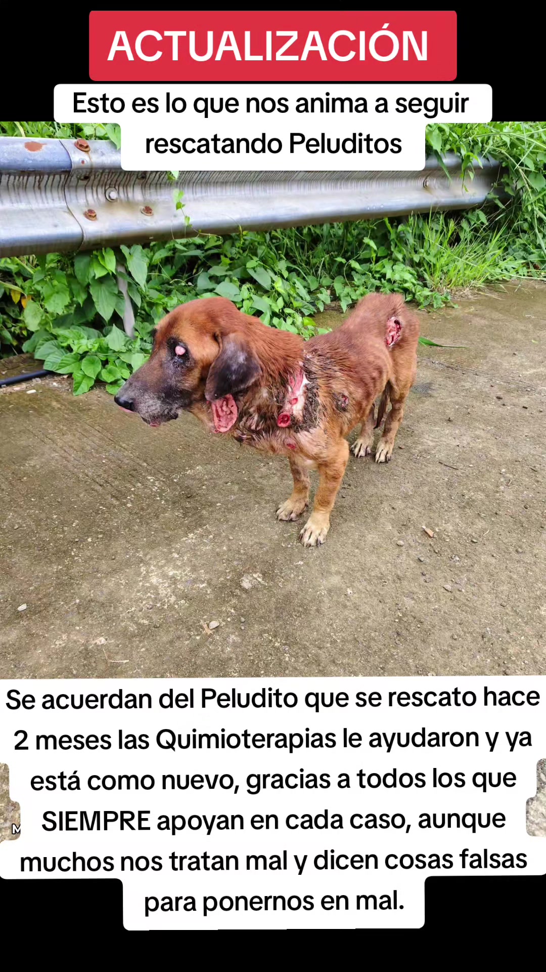 @Asoc. Peluditos