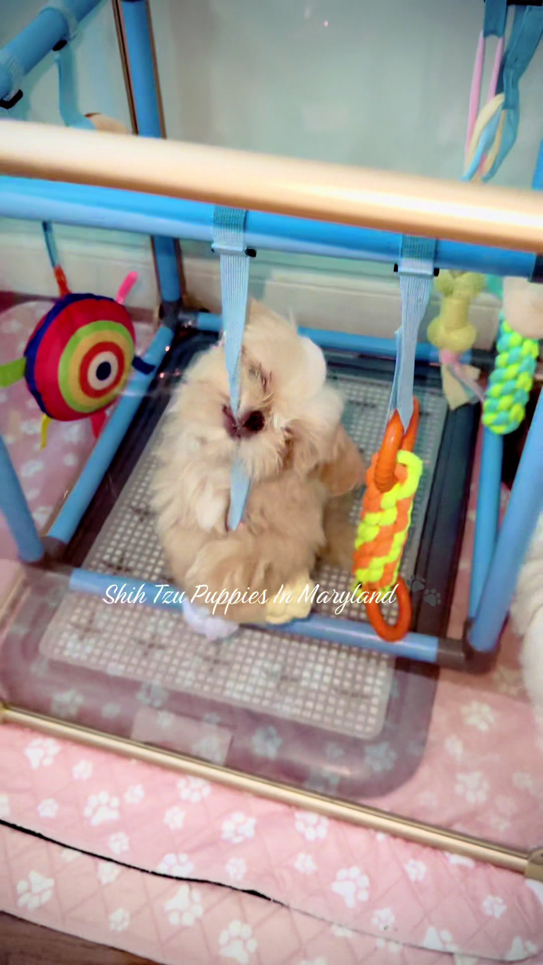 @Shih Tzu Puppies in Maryland