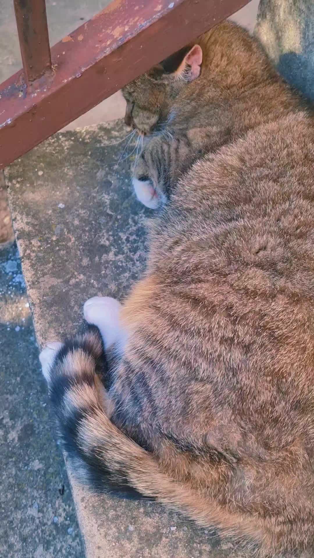 @Cat World