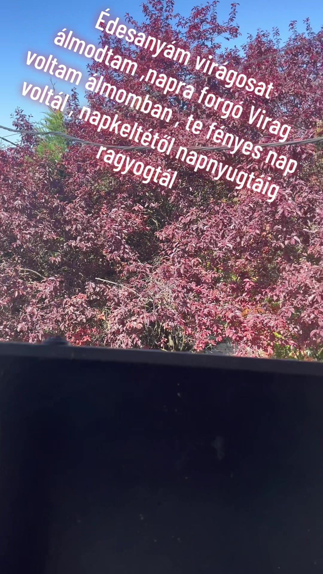 @Mészáros Árpád Zsolt