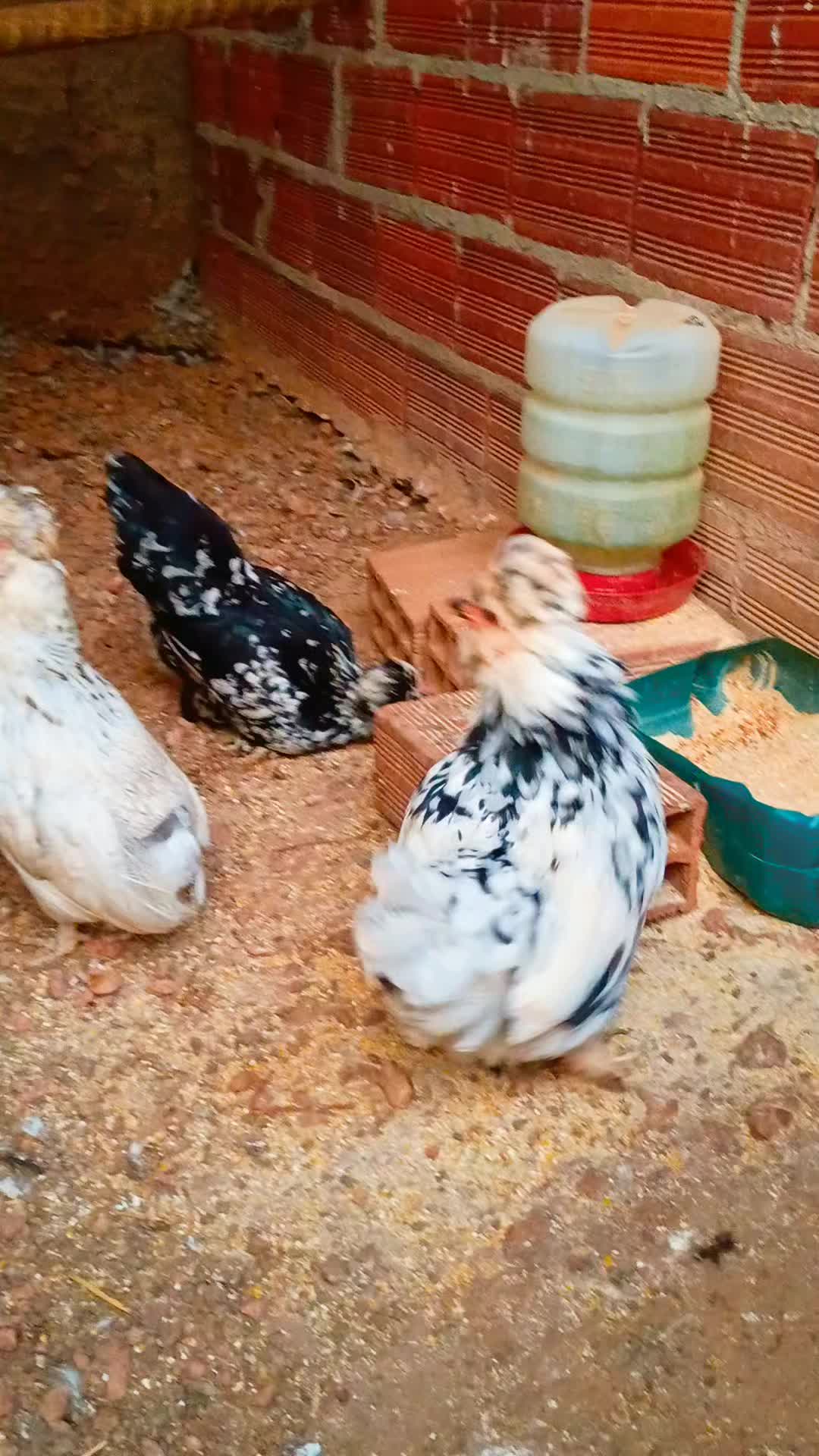 @🐔CRIAT&Oacute;RIO MZ🐓