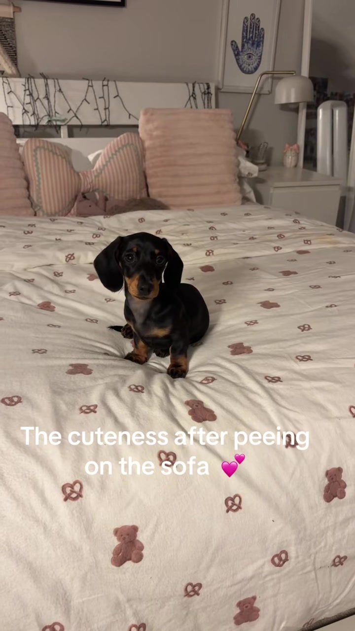 @Lottie Lu mini Dachshund ๐๐ฉท