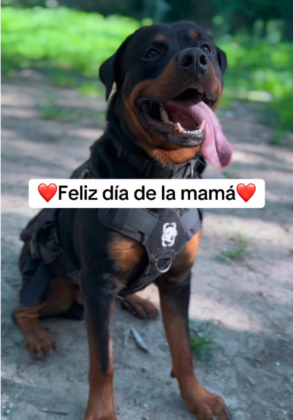 @José Ramos & Anubis Rottweiler