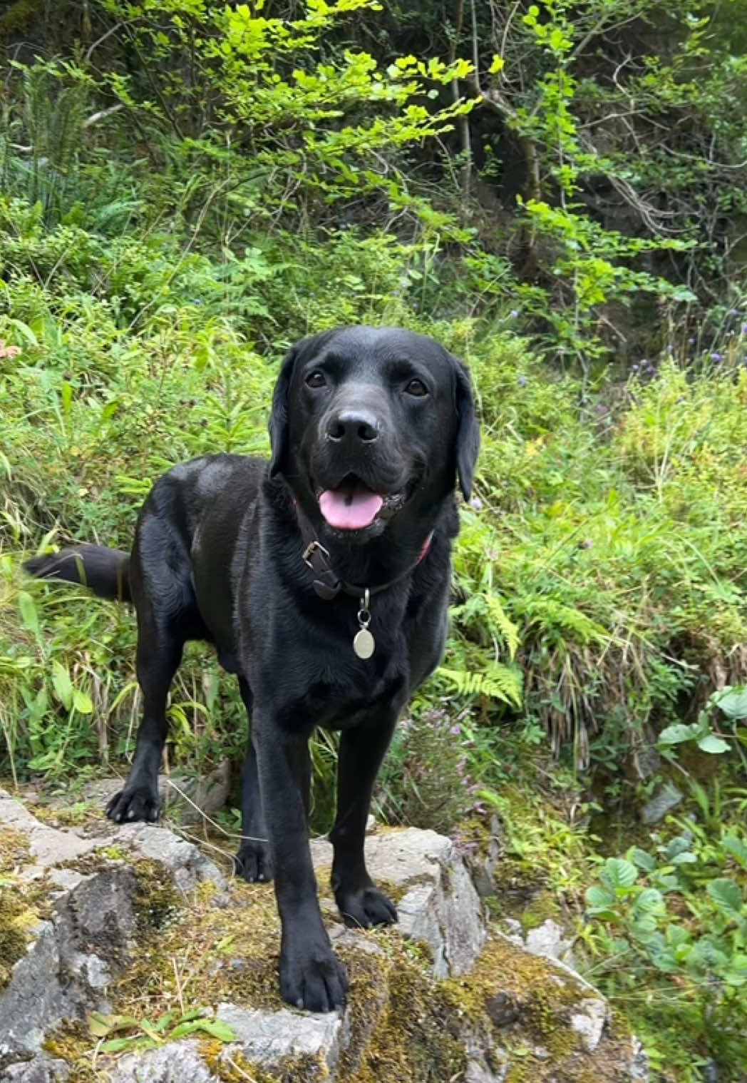 @Denzel The Labraseal