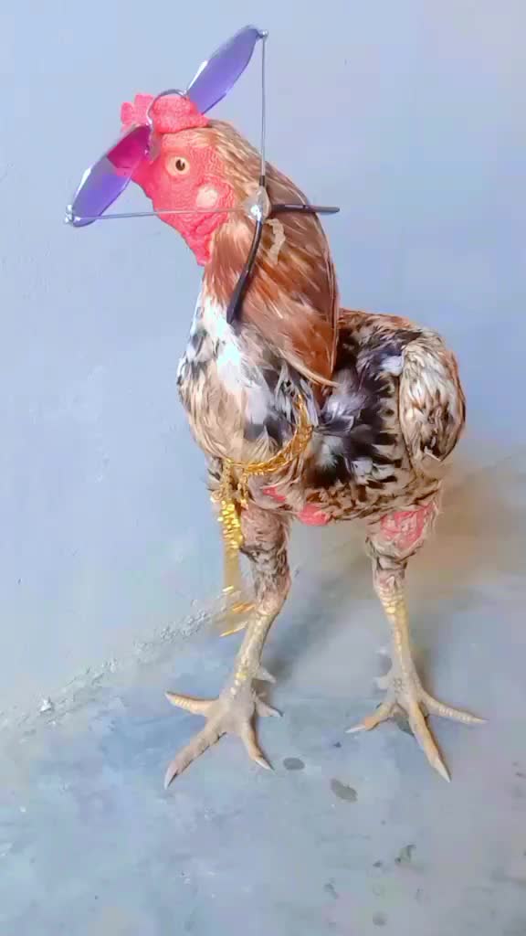 @Ayam 2