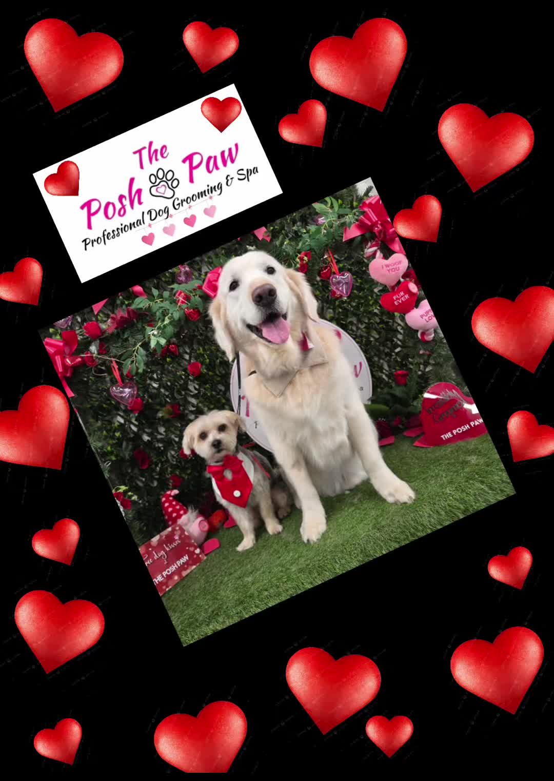 @The posh paw