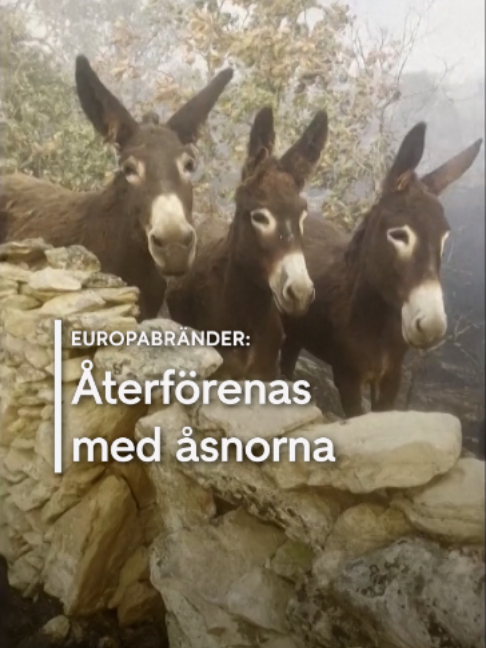 @TV4 Nyheterna