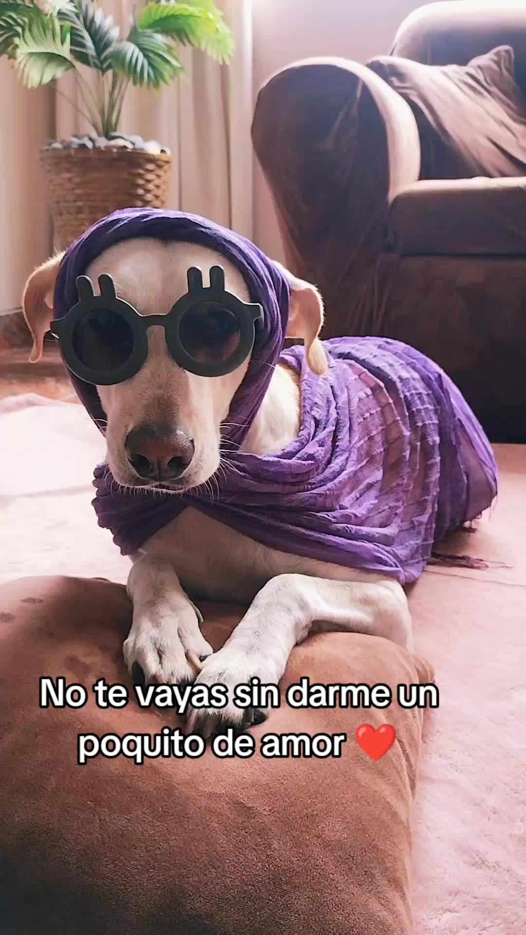 @winnie ❤🦮